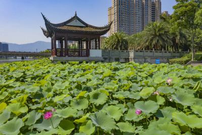 “荷”你有约（组图7）