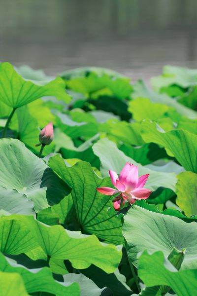 “荷”你有约（组图7）