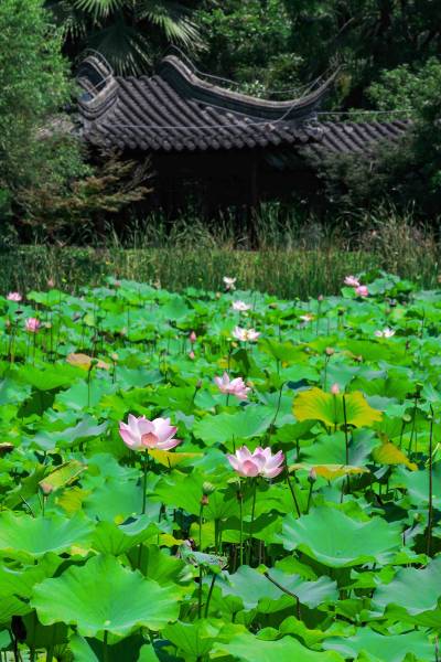 “荷”你有约（组图8）