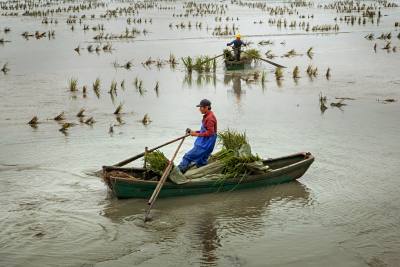 《种植红树林-生态瓯江口（组照04）》——2021年6月摄于瓯江口