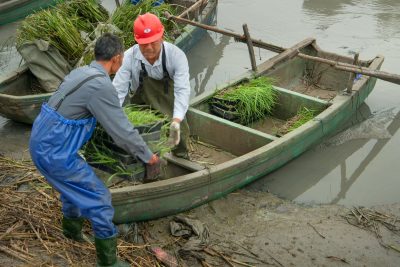 《种植红树林-生态瓯江口（组照02）》——2021年6月摄于瓯江口