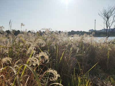 夕阳下芦苇