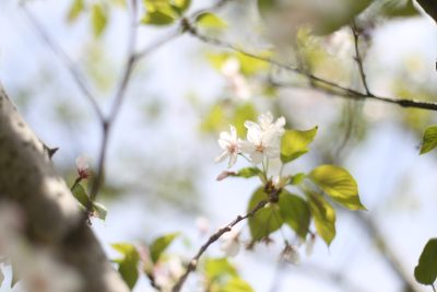 樱花园组照之十二 2021.4.18. 瓯江口樱花园