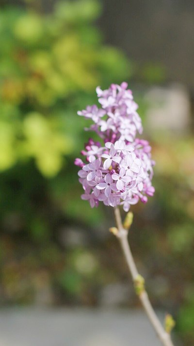 花园组照三 2021.3.14. 灵昆街道