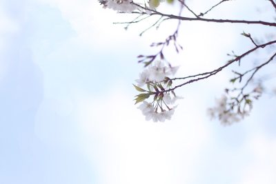 樱花园组照之三 2021.4.18. 瓯江口樱花园