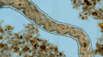 非活性污泥微生物细菌