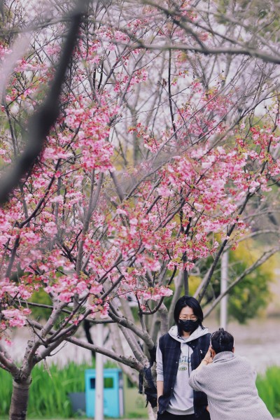 樱花盛开