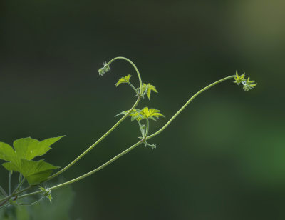 小草的支撑3