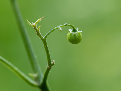 龙葵5
