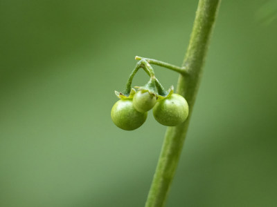 龙葵4