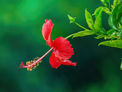 朱槿花2