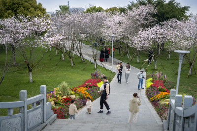樱你而来-4