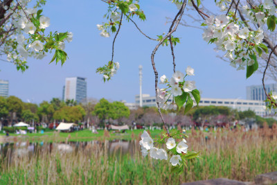 春日浪漫樱花