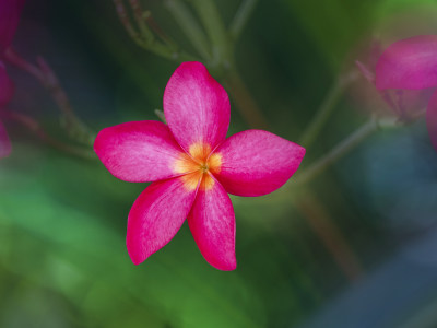 红鸡蛋花3