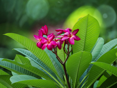 红鸡蛋花2