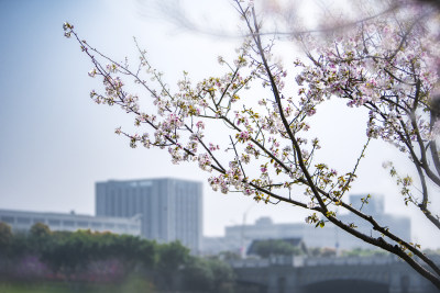 花之城