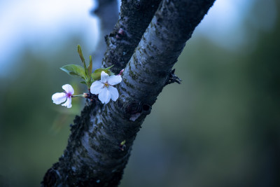 樱花