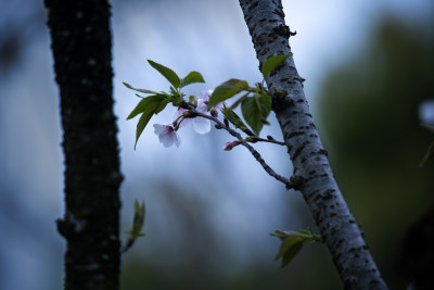 樱花