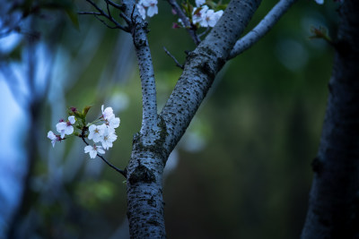 樱花