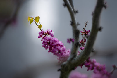 紫荆花