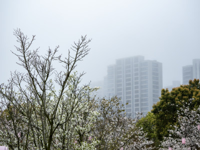 樱花开了