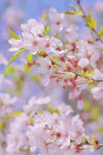 蜜蜂追花香，只为采蜜忙