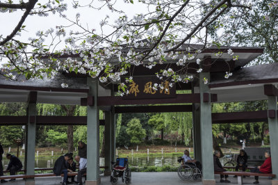 马鞍池公园的春天组照之七