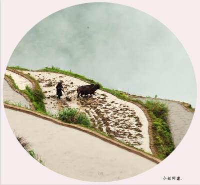 大岙梯田